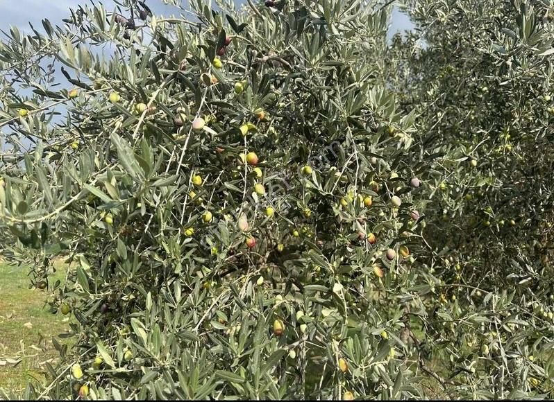 Pek Emlaktan Tireye Çok Yakın Çayırlı Da 2660 M2 Satılık Bahçe - Görsel 14