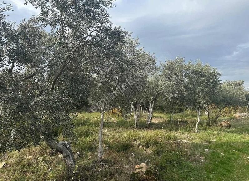 Pek Emlaktan Tireye Çok Yakın Çayırlı Da 2660 M2 Satılık Bahçe - Görsel 16