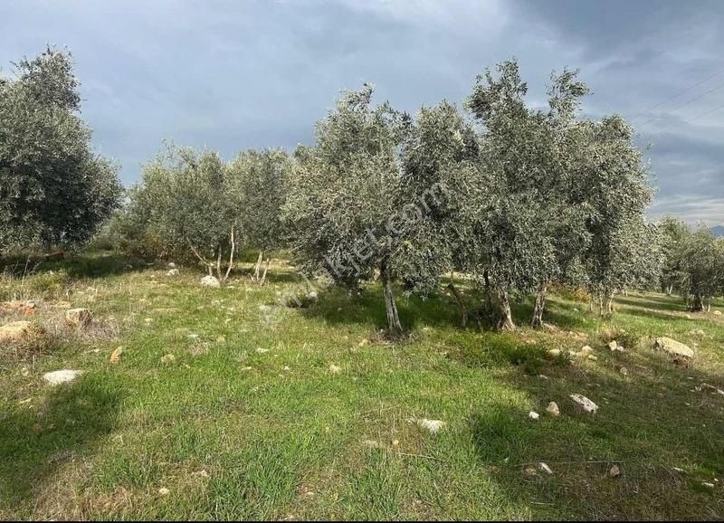 Pek Emlaktan Tireye Çok Yakın Çayırlı Da 2660 M2 Satılık Bahçe - Görsel 17