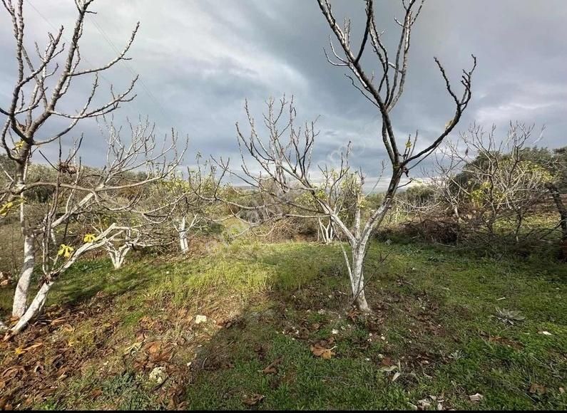 Pek Emlaktan Tireye Çok Yakın Çayırlı Da 2660 M2 Satılık Bahçe - Görsel 22