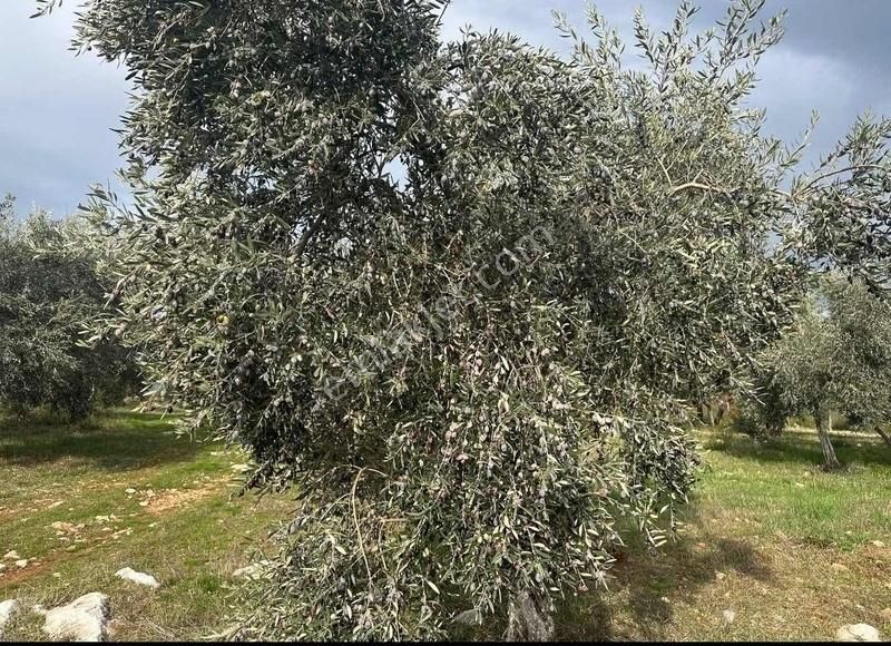 Pek Emlaktan Tireye Çok Yakın Çayırlı Da 2660 M2 Satılık Bahçe - Görsel 13