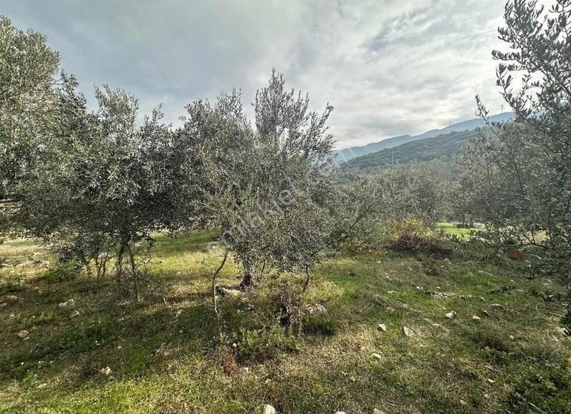 Pek Emlaktan Tireye Çok Yakın Çayırlı Da 2660 M2 Satılık Bahçe - Görsel 20