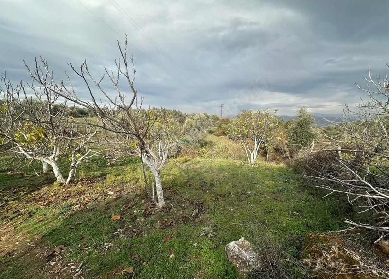 Pek Emlaktan Tireye Çok Yakın Çayırlı Da 2660 M2 Satılık Bahçe - Görsel 31