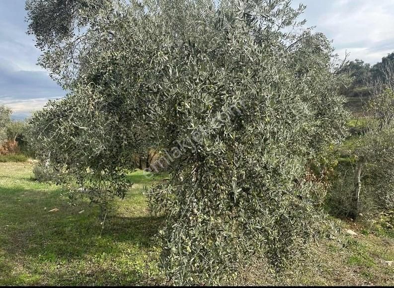 Pek Emlaktan Tireye Çok Yakın Çayırlı Da 2660 M2 Satılık Bahçe - Görsel 4