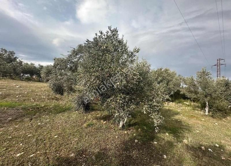 Pek Emlaktan Tireye Çok Yakın Çayırlı Da 2660 M2 Satılık Bahçe - Görsel 35