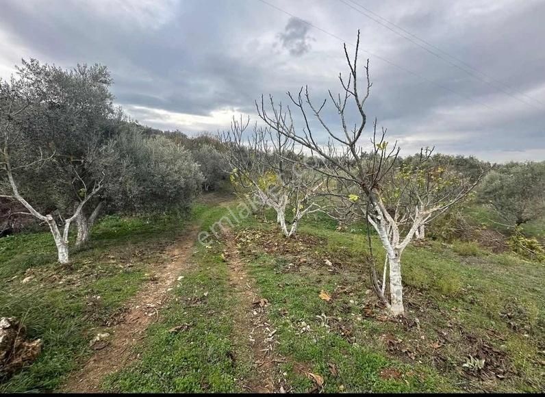 Pek Emlaktan Tireye Çok Yakın Çayırlı Da 2660 M2 Satılık Bahçe - Görsel 18