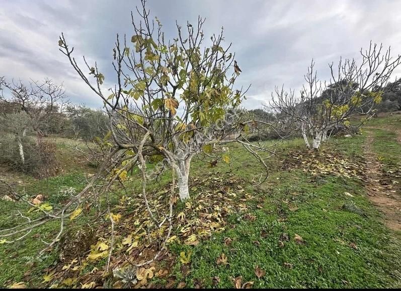 Pek Emlaktan Tireye Çok Yakın Çayırlı Da 2660 M2 Satılık Bahçe - Görsel 24