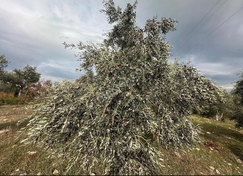 Pek Emlaktan Tireye Çok Yakın Çayırlı Da 2660 M2 Satılık Bahçe - Görsel 29