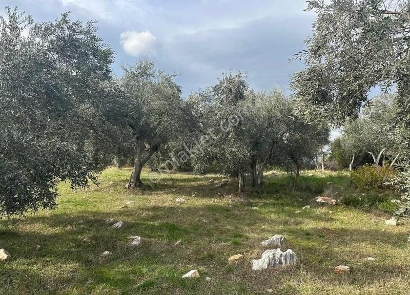 Pek Emlaktan Tireye Çok Yakın Çayırlı Da 2660 M2 Satılık Bahçe - Görsel 21