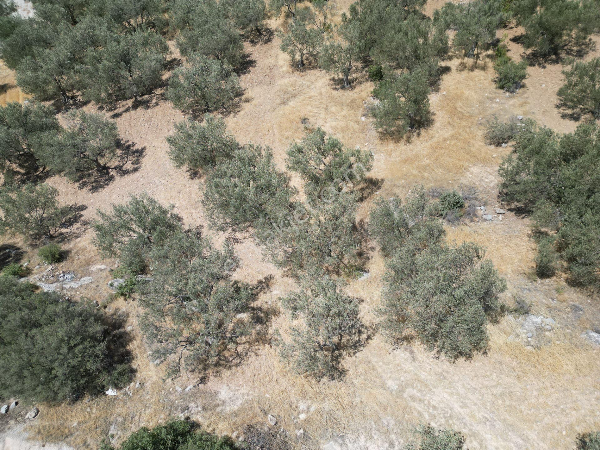 Aşağışakran Tek Tapu 1061m2 Satılık Zeytinlik