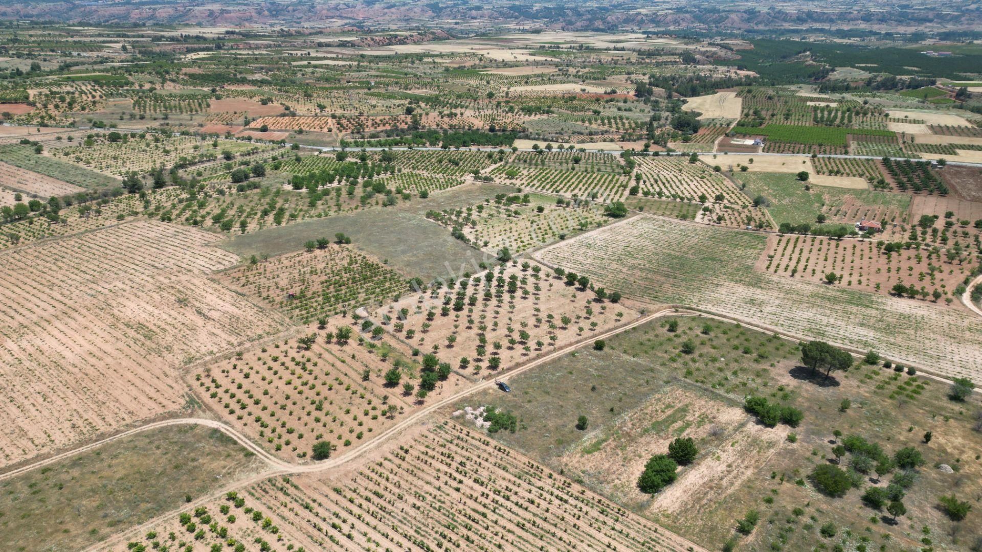 Hançalar'da 7.000 M2 Verimde Cevizlik - Görsel 10