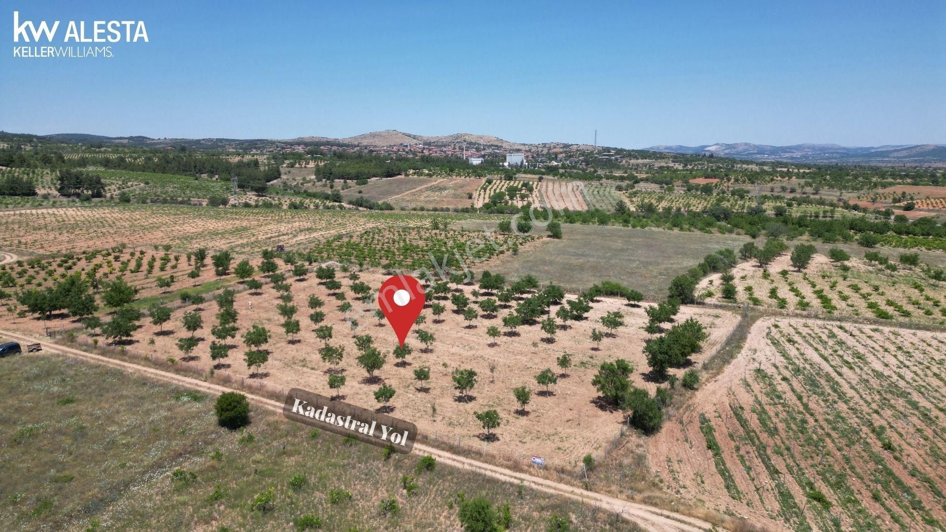 Hançalar'da 7.000 M2 Verimde Cevizlik - Görsel 3