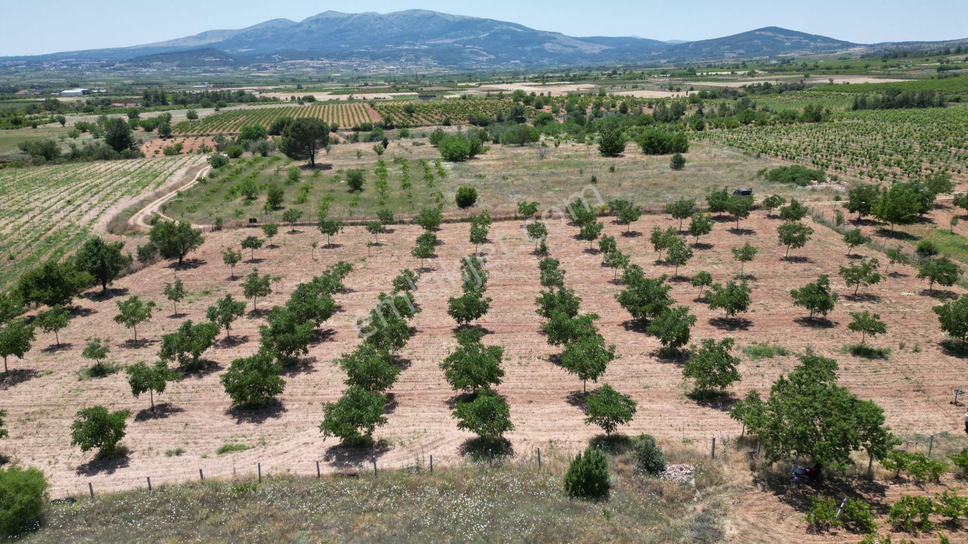 Hançalar'da 7.000 M2 Verimde Cevizlik - Görsel 6