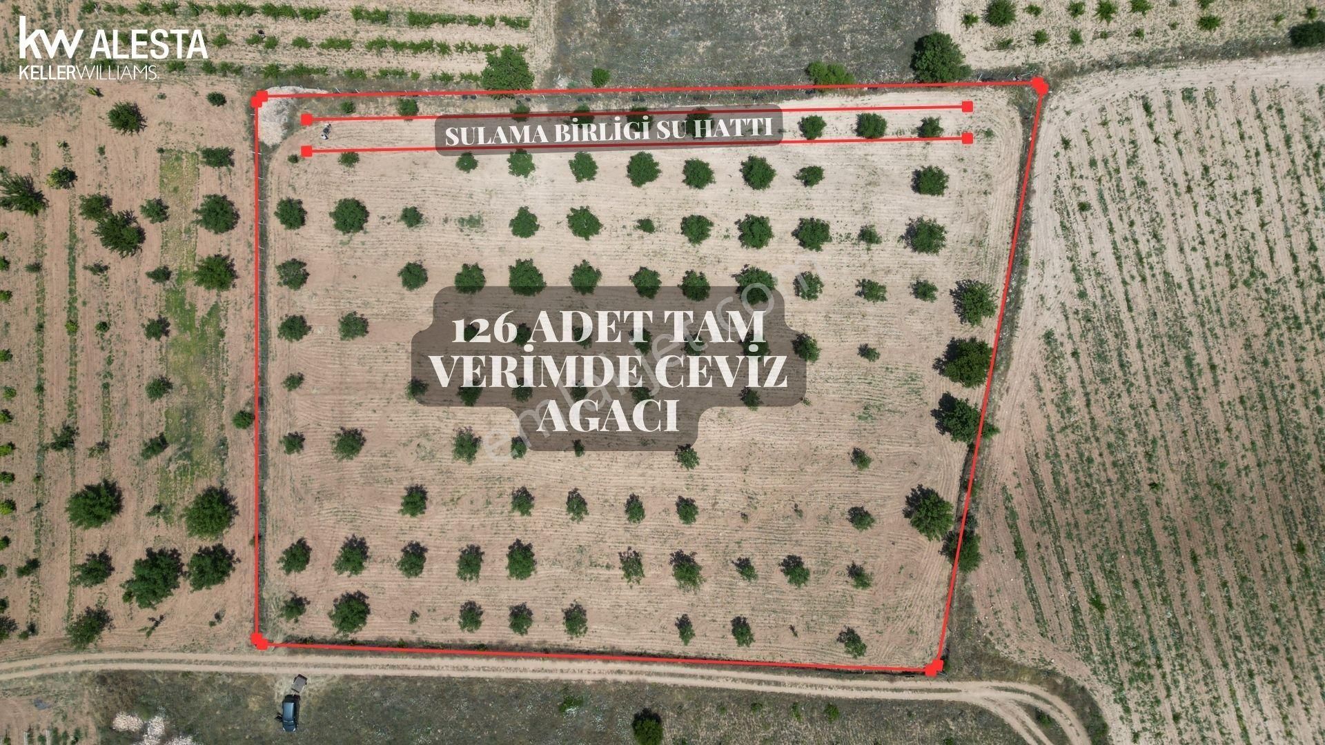 Hançalar'da 7.000 M2 Verimde Cevizlik - Görsel 4