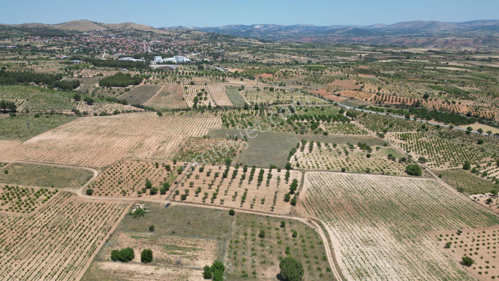 Hançalar'da 7.000 M2 Verimde Cevizlik - Görsel 11