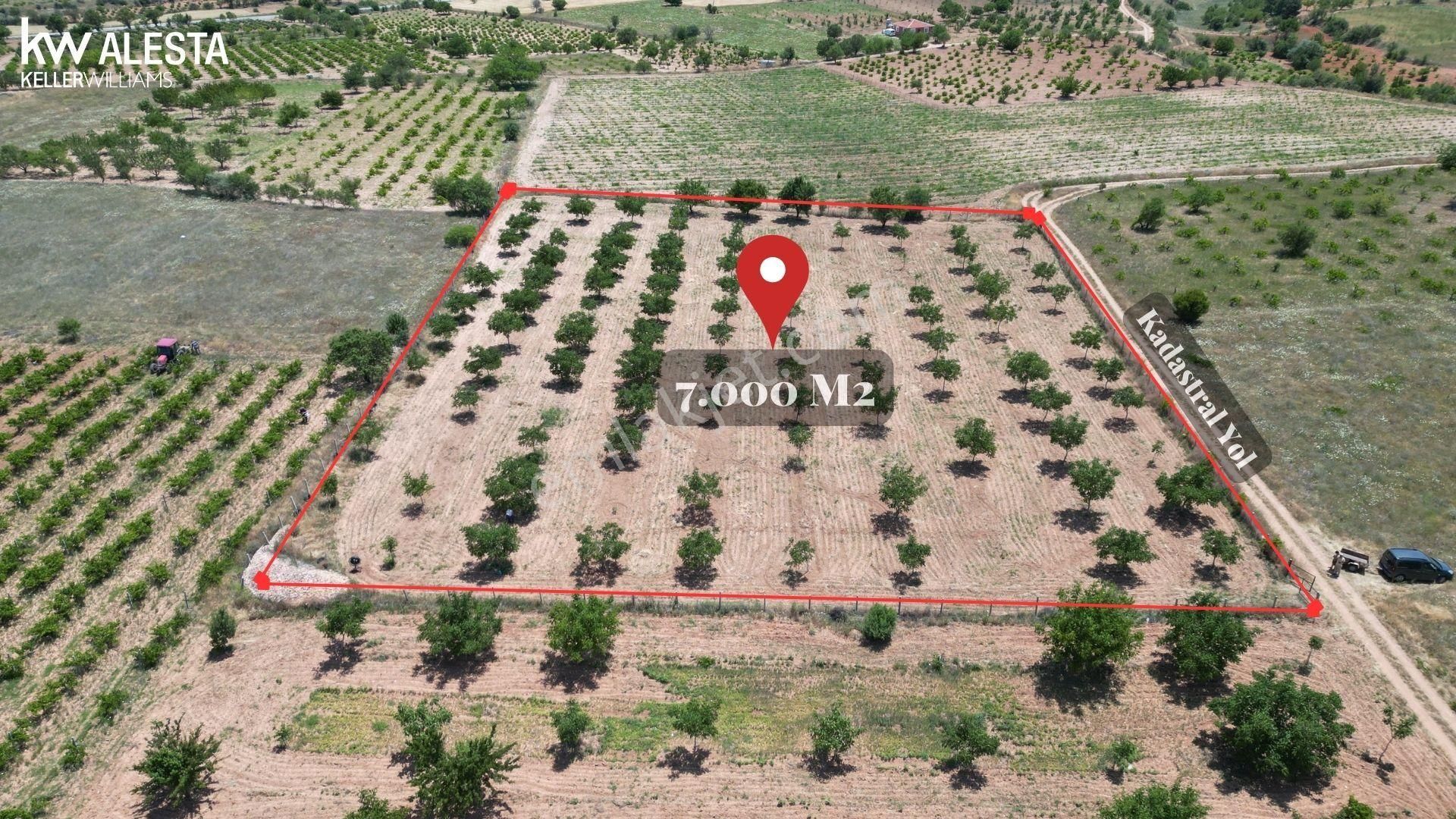 Hançalar'da 7.000 M2 Verimde Cevizlik