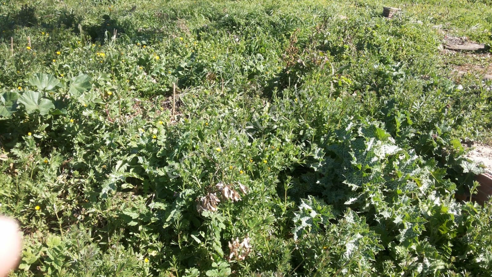 Kandıra Mülküşahsuvarda 5,480m Satılık Düşeş Kazandıracak Arsa No:299