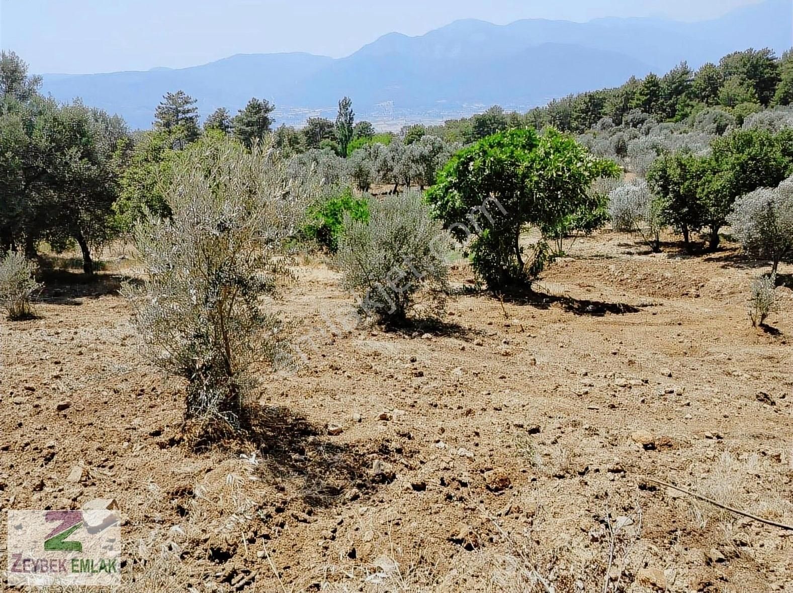 Seydikemer Ceylanda Tarlamız Acil Satılık