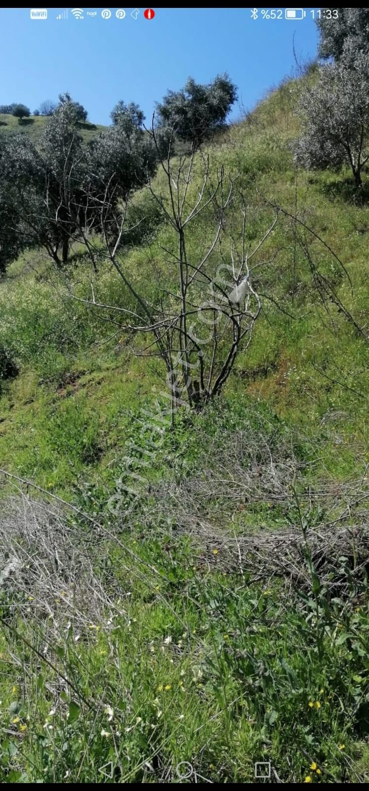 Egelimden Nazilli Pınarbaşı Mevki 20 Dönüm Uygun Satılık Zeytin Ve İncir Bahçesi