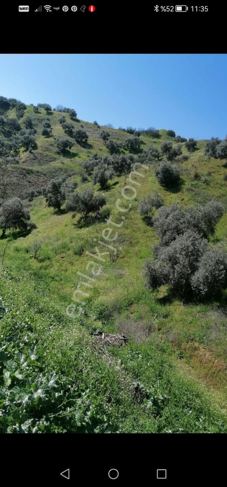 Egelimden Nazilli Pınarbaşı Mevki 20 Dönüm Uygun Satılık Zeytin Ve İncir Bahçesi - Görsel 6