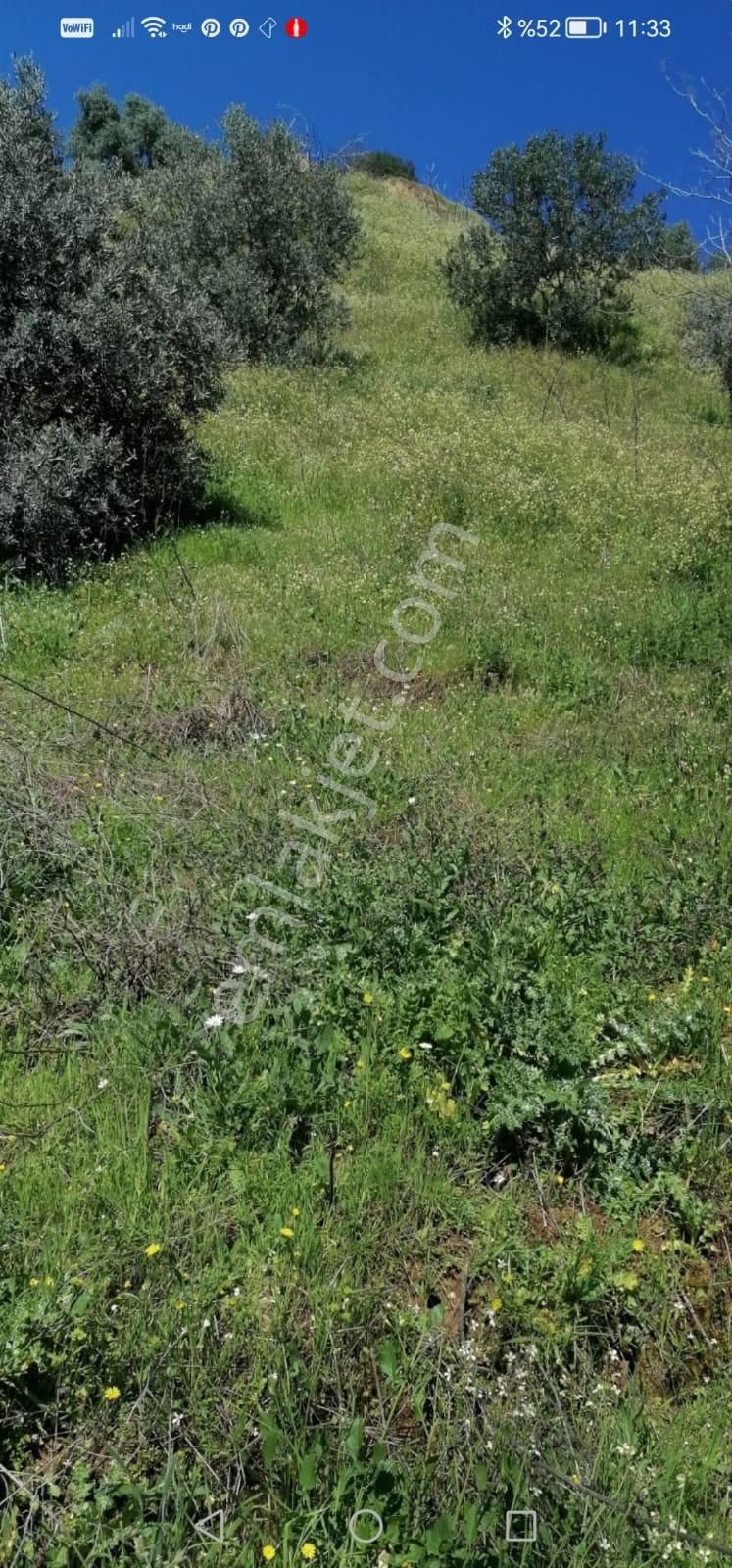 Egelimden Nazilli Pınarbaşı Mevki 20 Dönüm Uygun Satılık Zeytin Ve İncir Bahçesi - Görsel 13