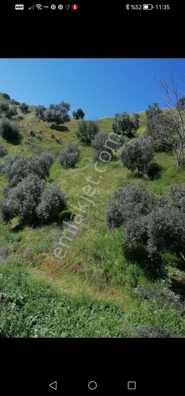 Egelimden Nazilli Pınarbaşı Mevki 20 Dönüm Uygun Satılık Zeytin Ve İncir Bahçesi - Görsel 8