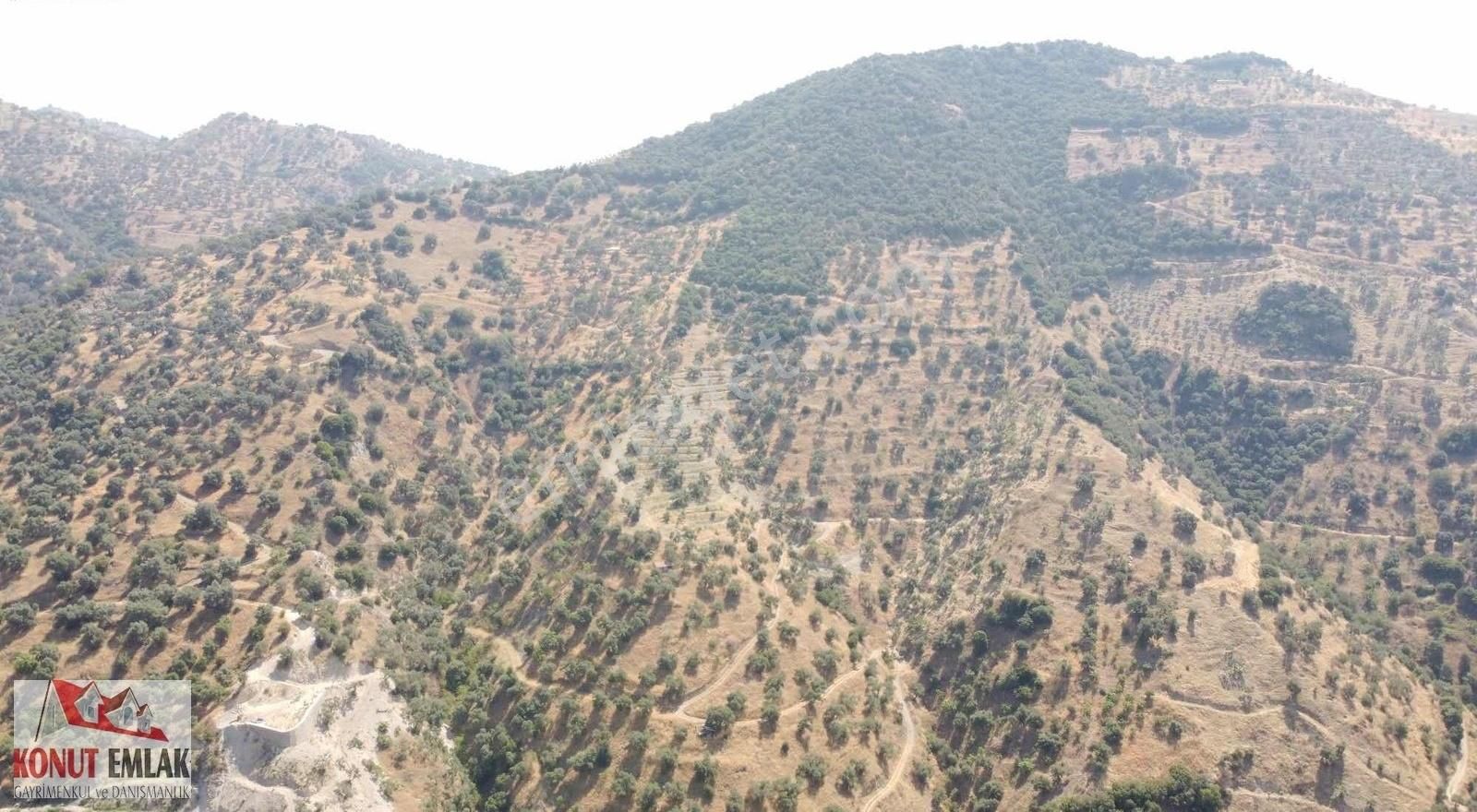 Konut Emlaktan İsabeyli Baraj Mevki Satılık Verimli Zeytinlik
