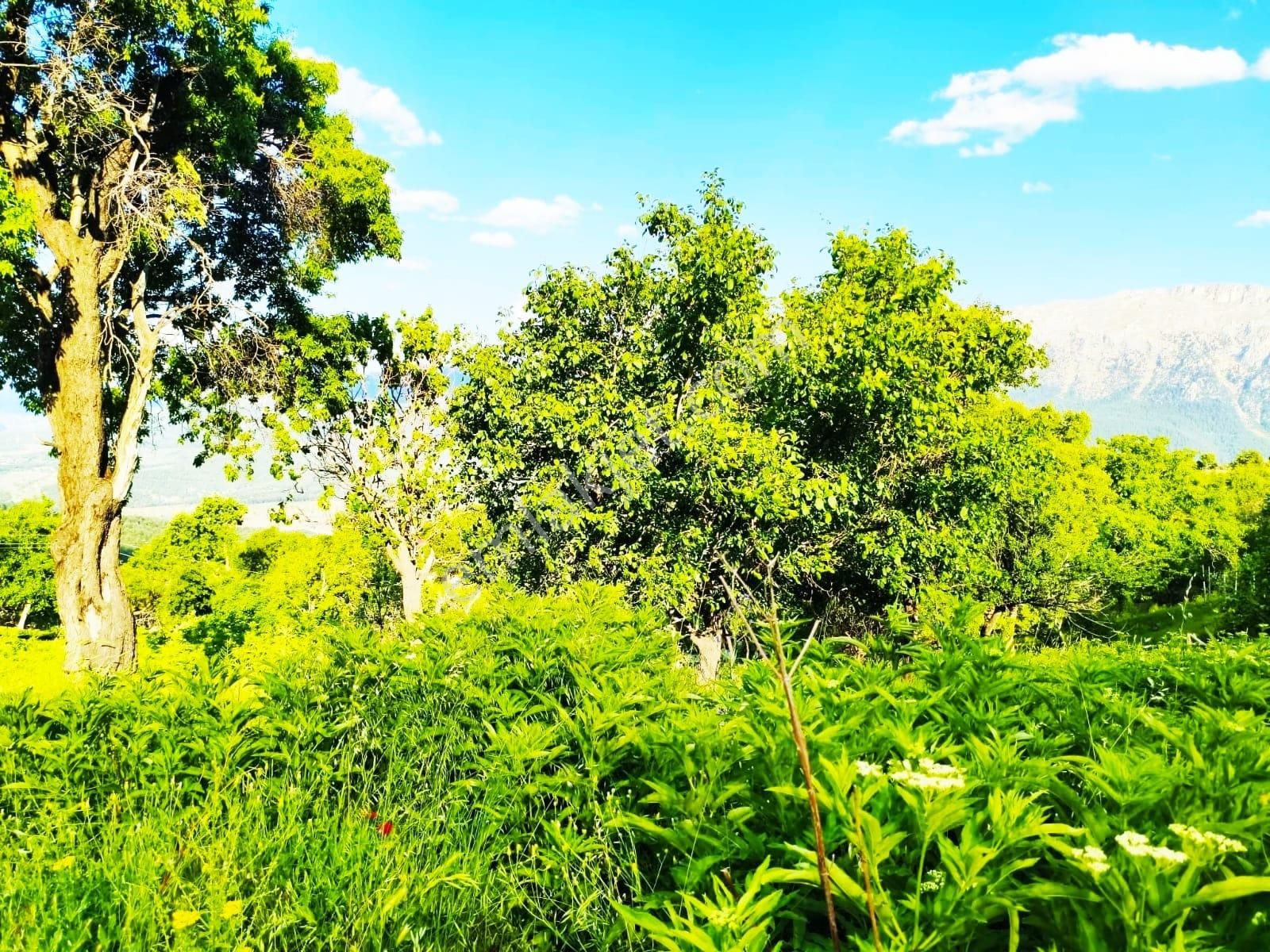 Pozantı Kar Emlaktan Akçatekir Eski Köyde 380 M2 Arsa - Görsel 5