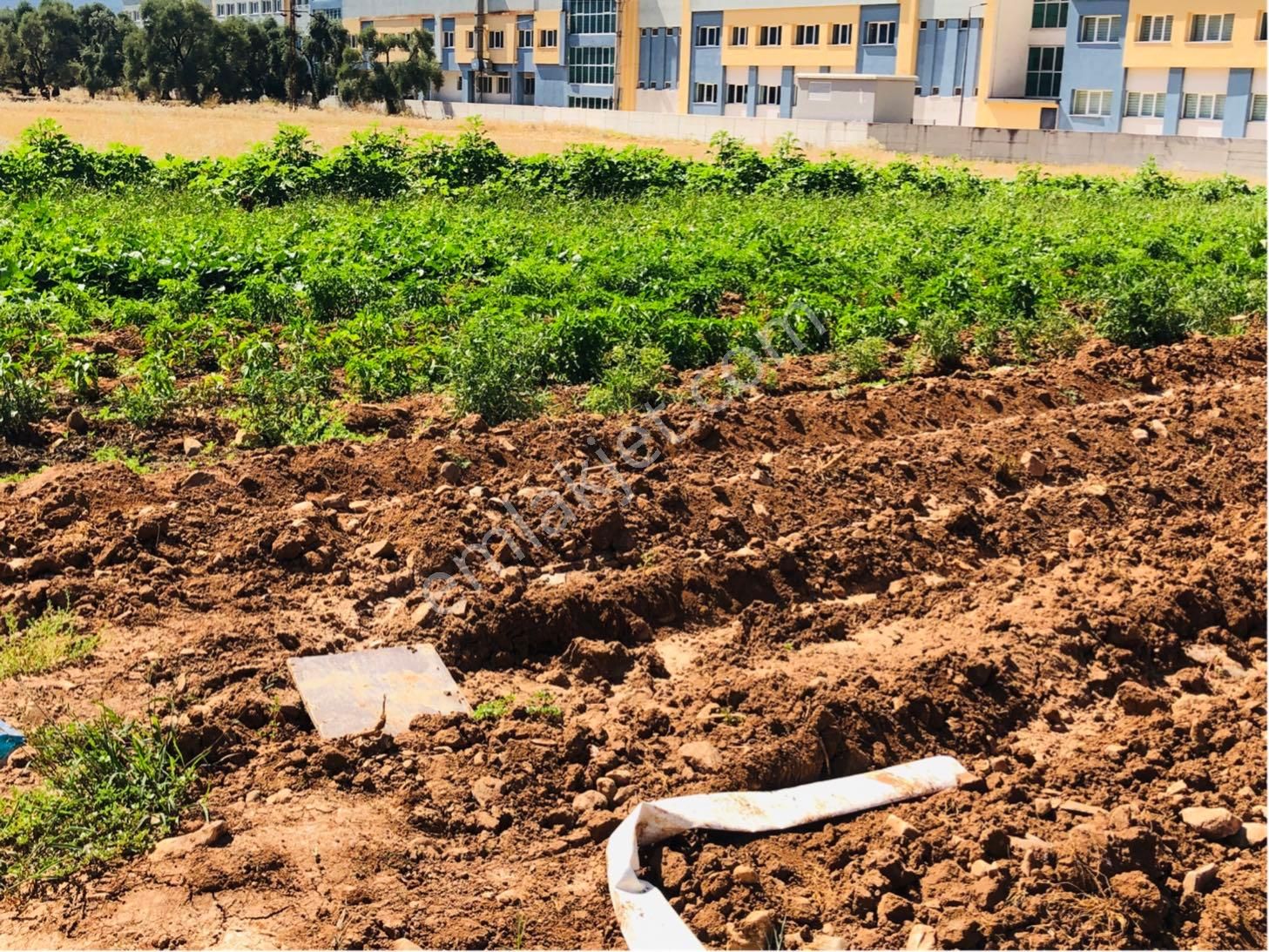 Muğla Milas Beçin Mutluca'da Muhteşem Yatırımlık Arsa!! - Görsel 19
