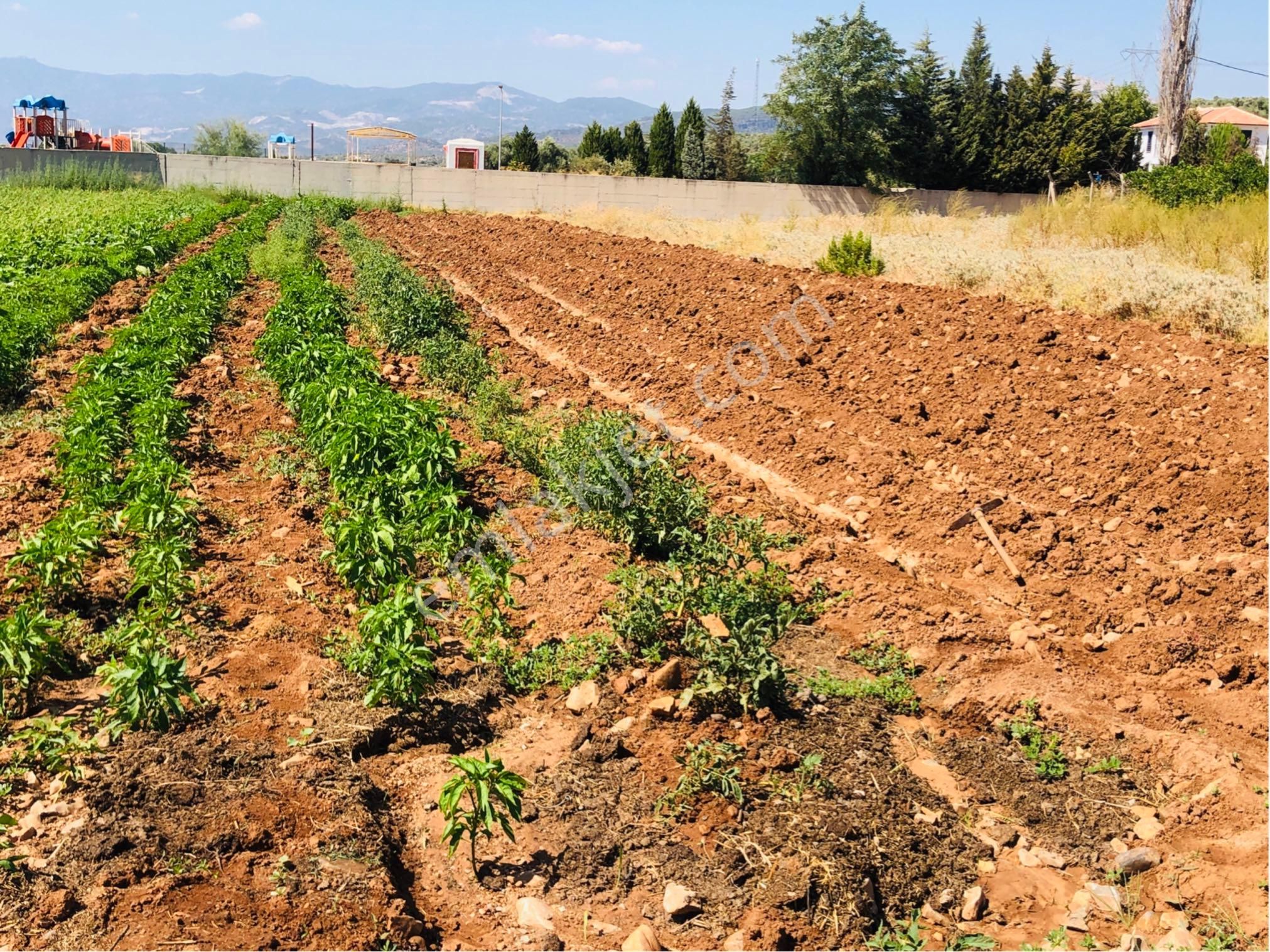 Muğla Milas Beçin Mutluca'da Muhteşem Yatırımlık Arsa!! - Görsel 5