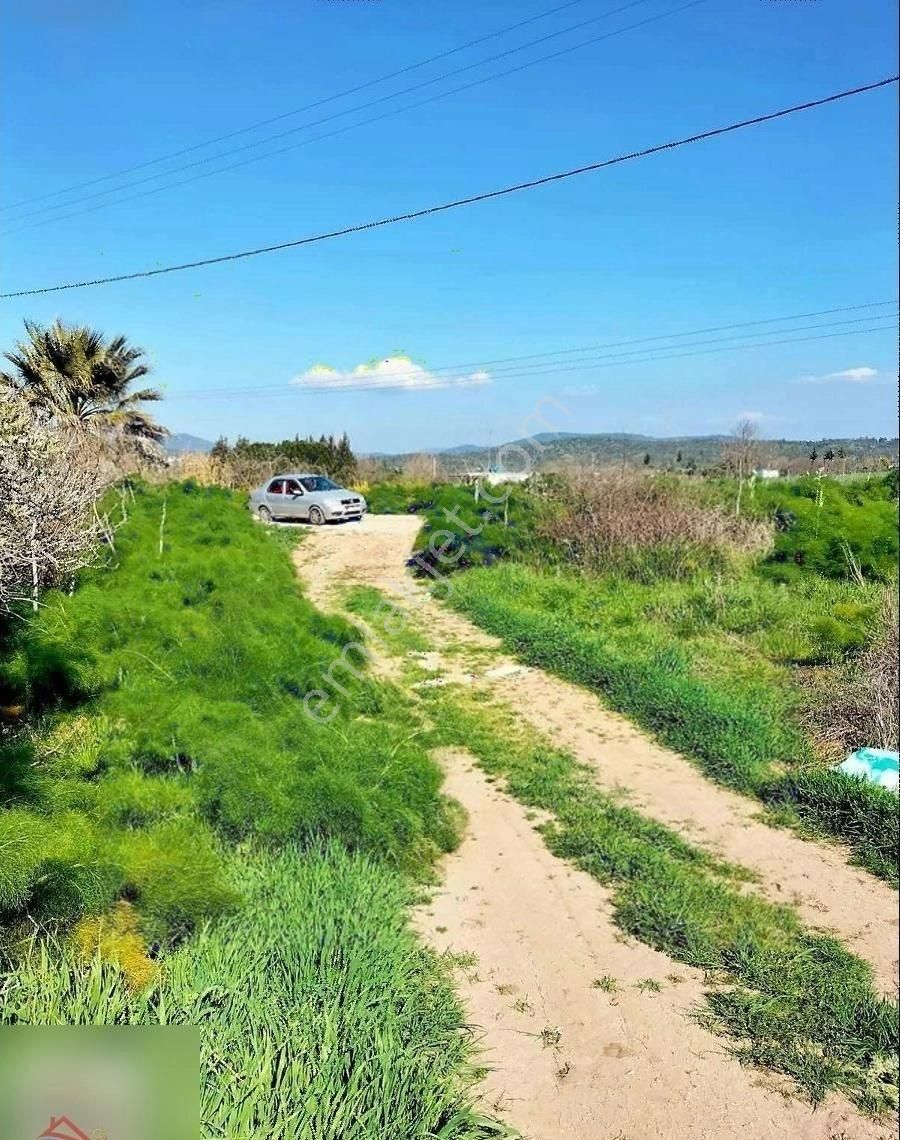 Mumcular'da Anayola 250 Metre 2200 M2 Yatırımlık Tarla