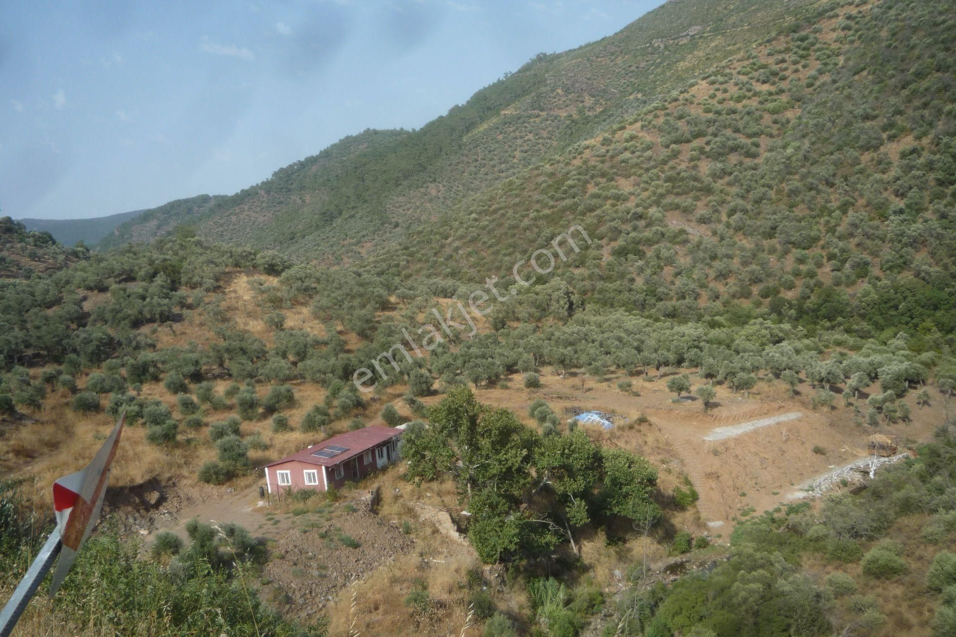 İzmir Torbalı Gold Emlaktan Balcılarda Satılık Zeytinlik - Görsel 3