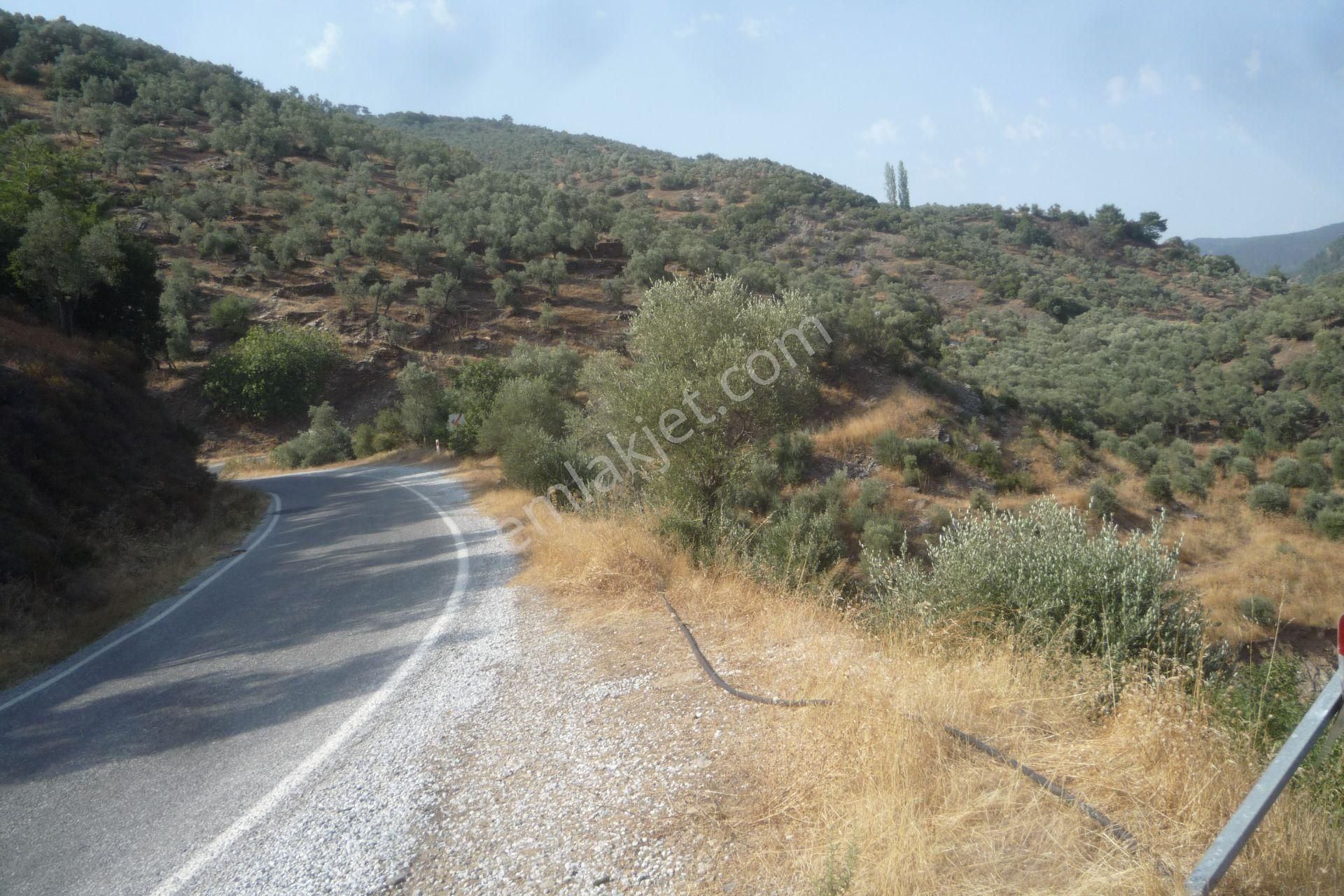 İzmir Torbalı Gold Emlaktan Balcılarda Satılık Zeytinlik - Görsel 4