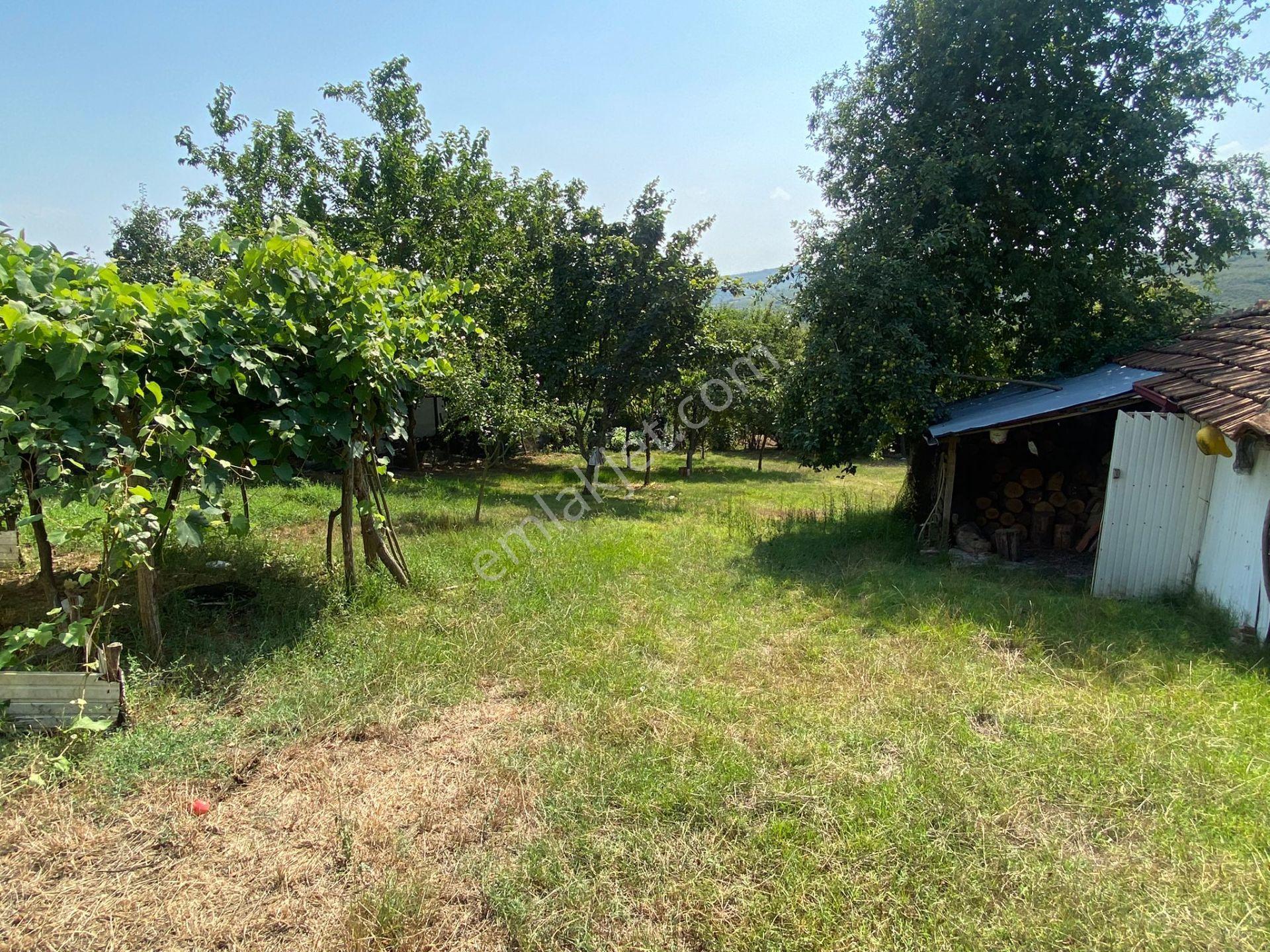 Ferizli Bakırlı'da Köy Evi + Bahçesi + Arkasında Fındıklık - Görsel 29