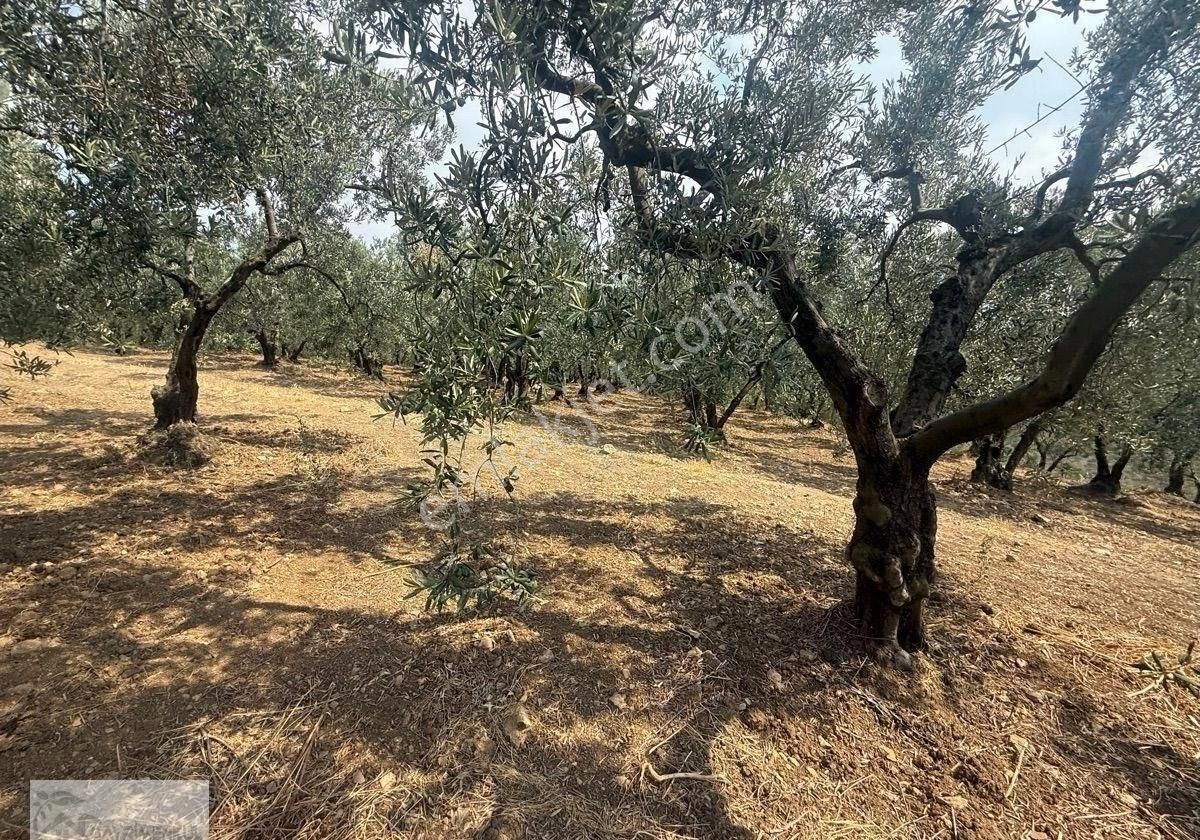 Gayrimenkul Dünyasın'dan.! Adli Köyünde Kaçırılmayacak Fırsat Zeytinlik..! - Görsel 10