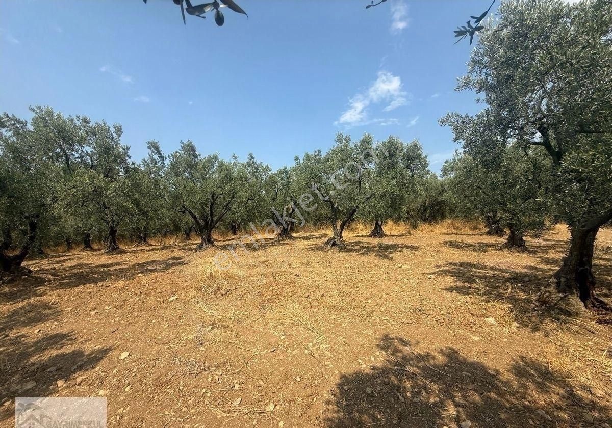 Gayrimenkul Dünyasın'dan.! Adli Köyünde Kaçırılmayacak Fırsat Zeytinlik..! - Görsel 6