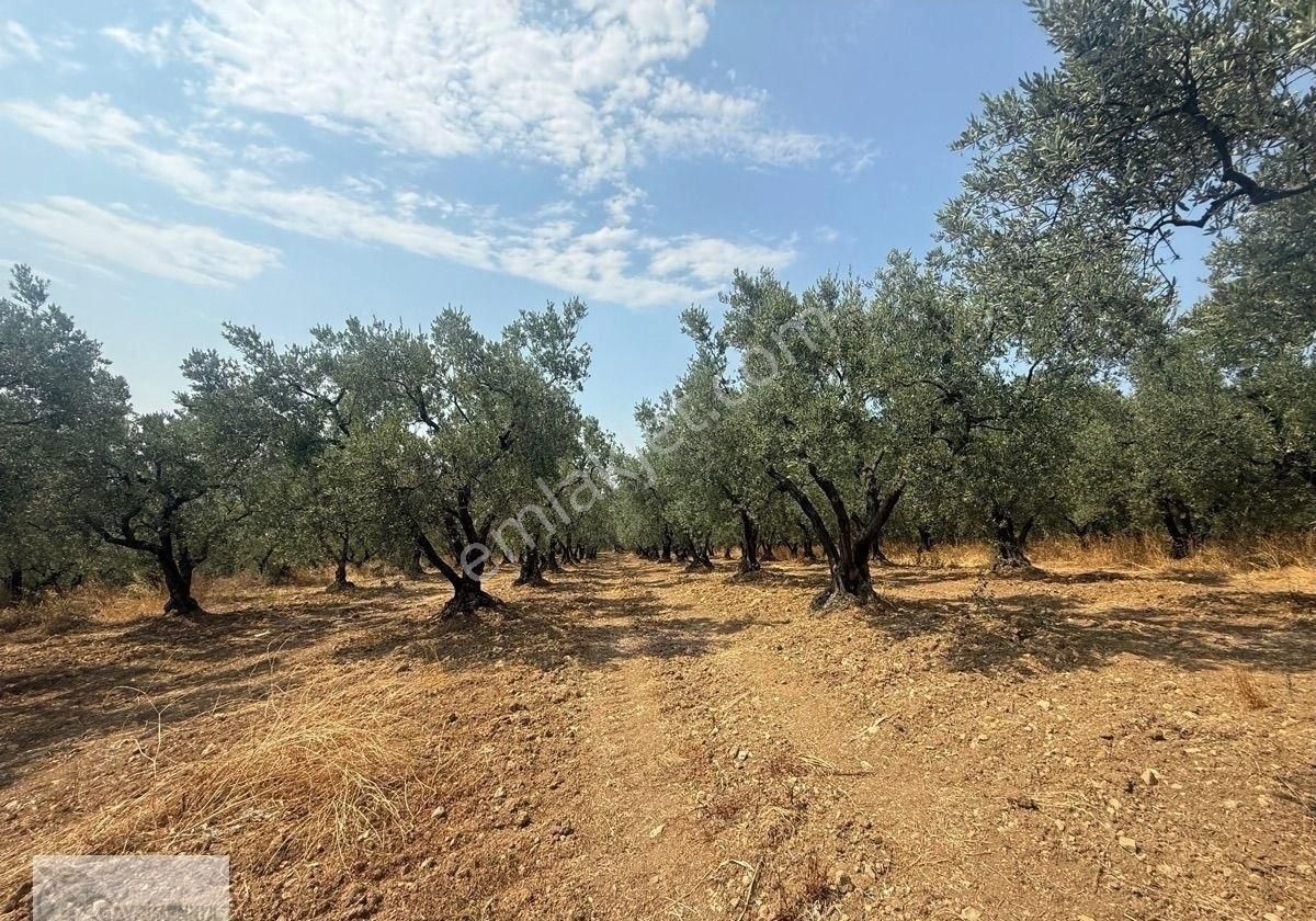 Gayrimenkul Dünyasın'dan.! Adli Köyünde Kaçırılmayacak Fırsat Zeytinlik..! - Görsel 7