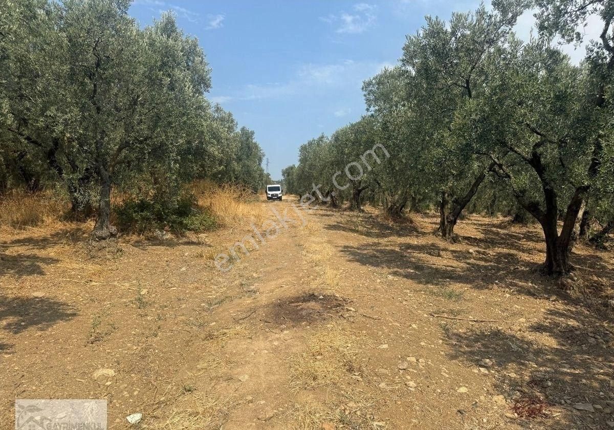 Gayrimenkul Dünyasın'dan.! Adli Köyünde Kaçırılmayacak Fırsat Zeytinlik..! - Görsel 9