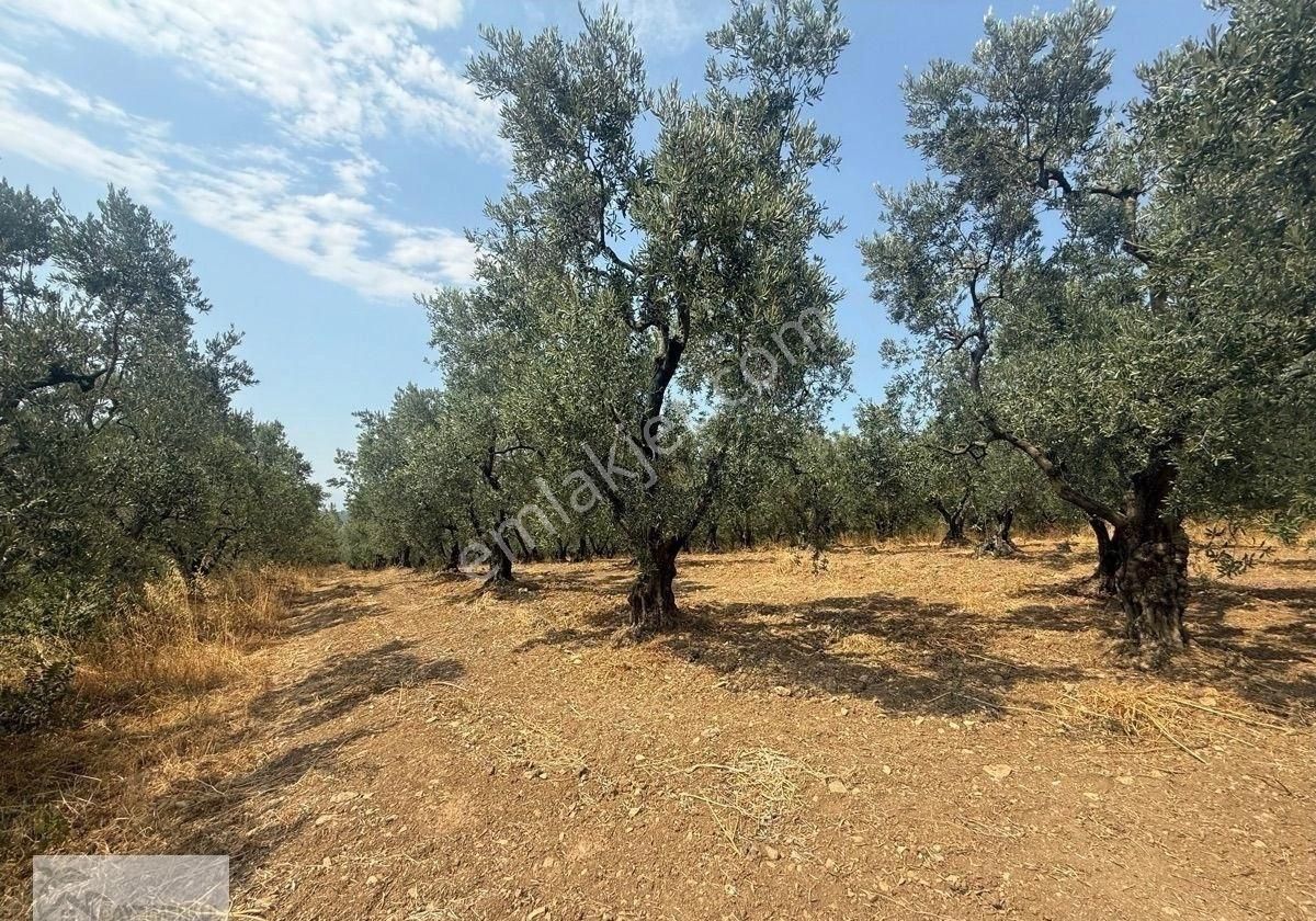 Gayrimenkul Dünyasın'dan.! Adli Köyünde Kaçırılmayacak Fırsat Zeytinlik..! - Görsel 3