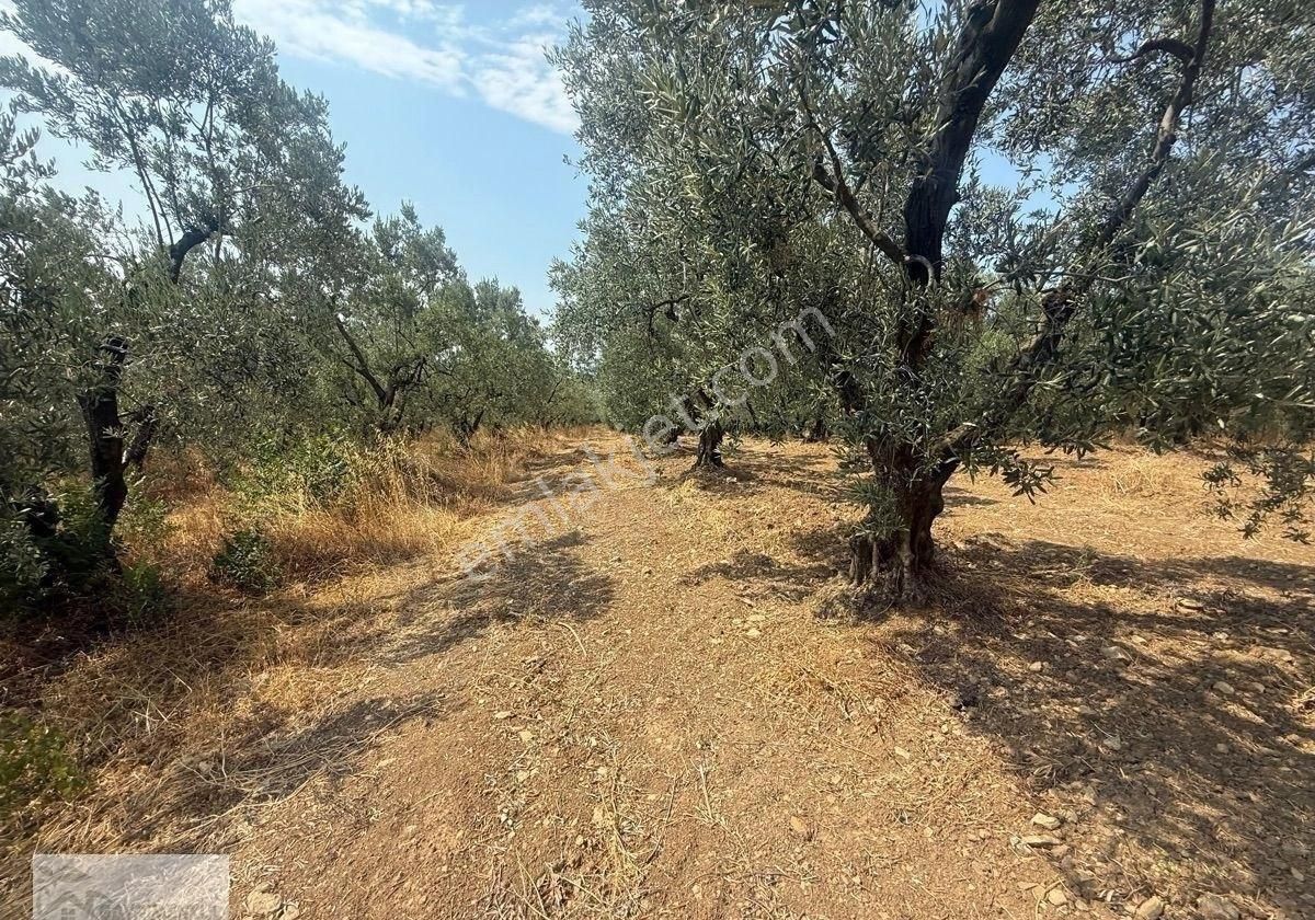 Gayrimenkul Dünyasın'dan.! Adli Köyünde Kaçırılmayacak Fırsat Zeytinlik..! - Görsel 16