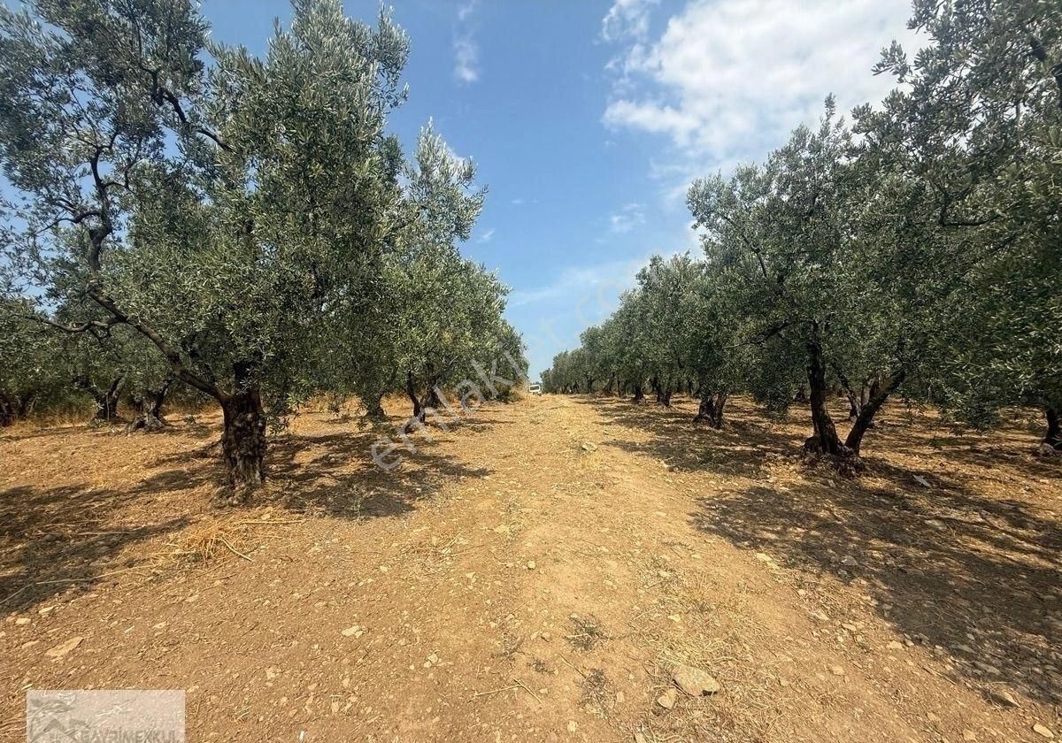 Gayrimenkul Dünyasın'dan.! Adli Köyünde Kaçırılmayacak Fırsat Zeytinlik..!