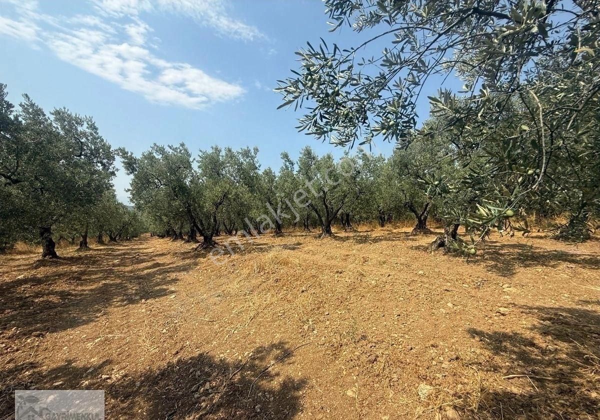 Gayrimenkul Dünyasın'dan.! Adli Köyünde Kaçırılmayacak Fırsat Zeytinlik..! - Görsel 11