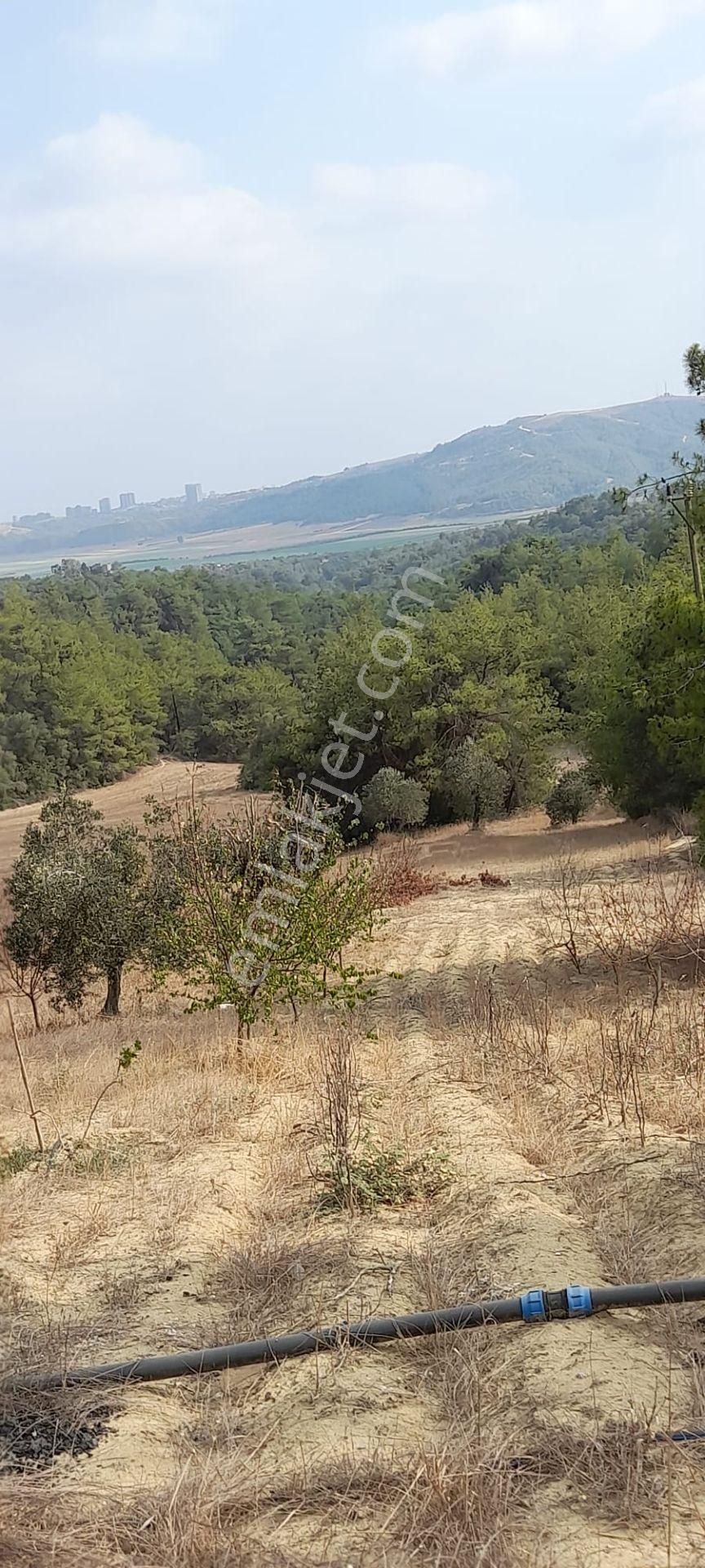 Göl Manzaralı Yol Kenarı Yatırımlık Bağ