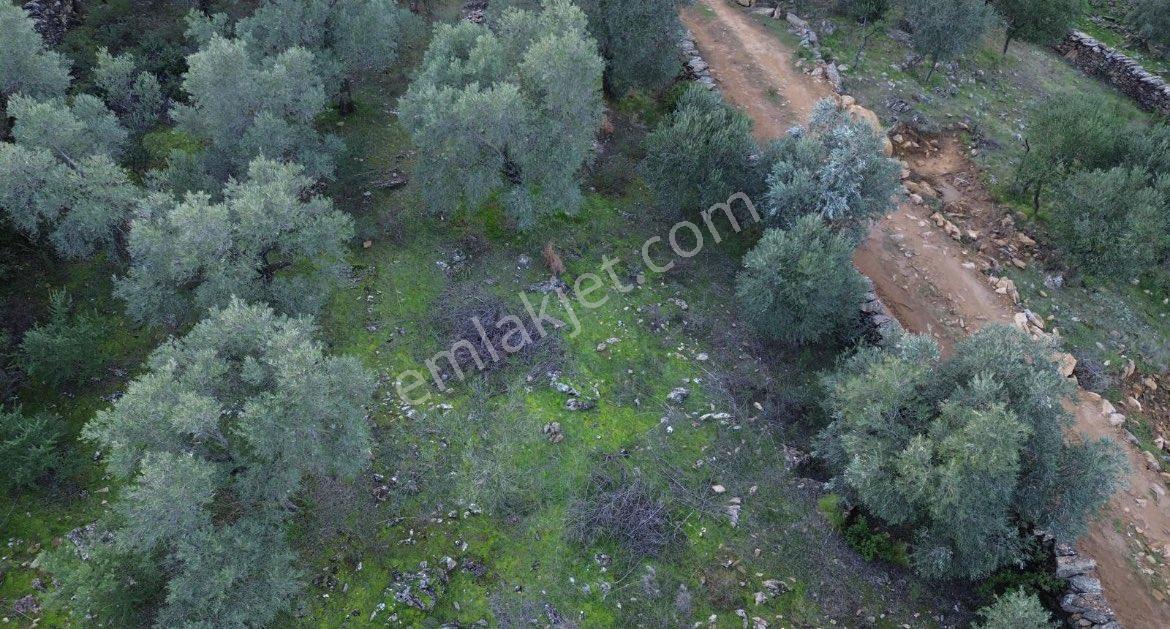 Muğla Milas Göldere Bol Oksijen Zeytinlik Vasıflı Bahçe - Görsel 5