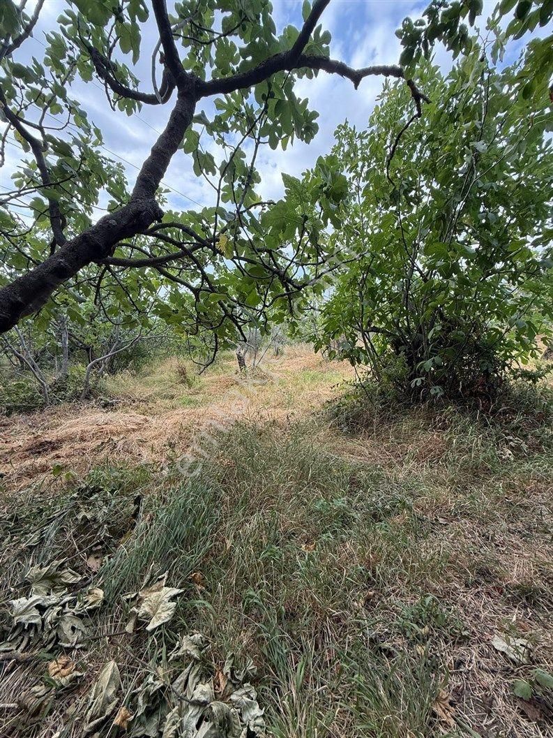 Bursa Nilüfer Dağyenice De 1916 M2 Köy İçi Tarla 18.000.000 Tl - Görsel 14