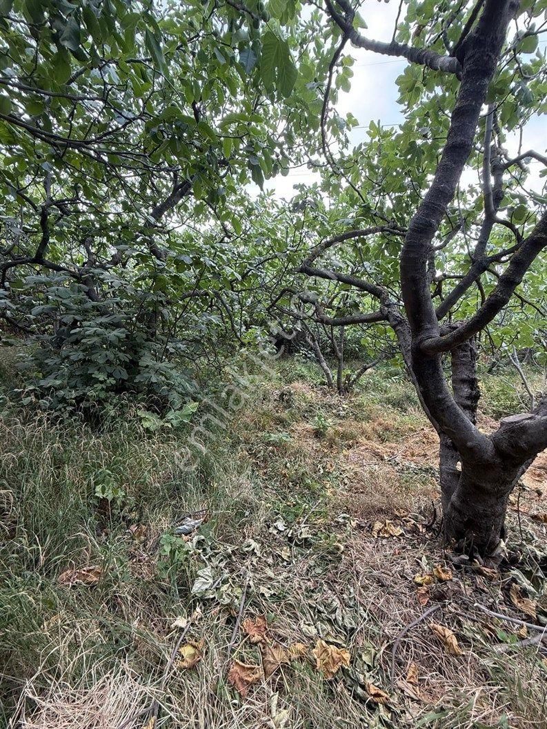 Bursa Nilüfer Dağyenice De 1916 M2 Köy İçi Tarla 18.000.000 Tl - Görsel 7