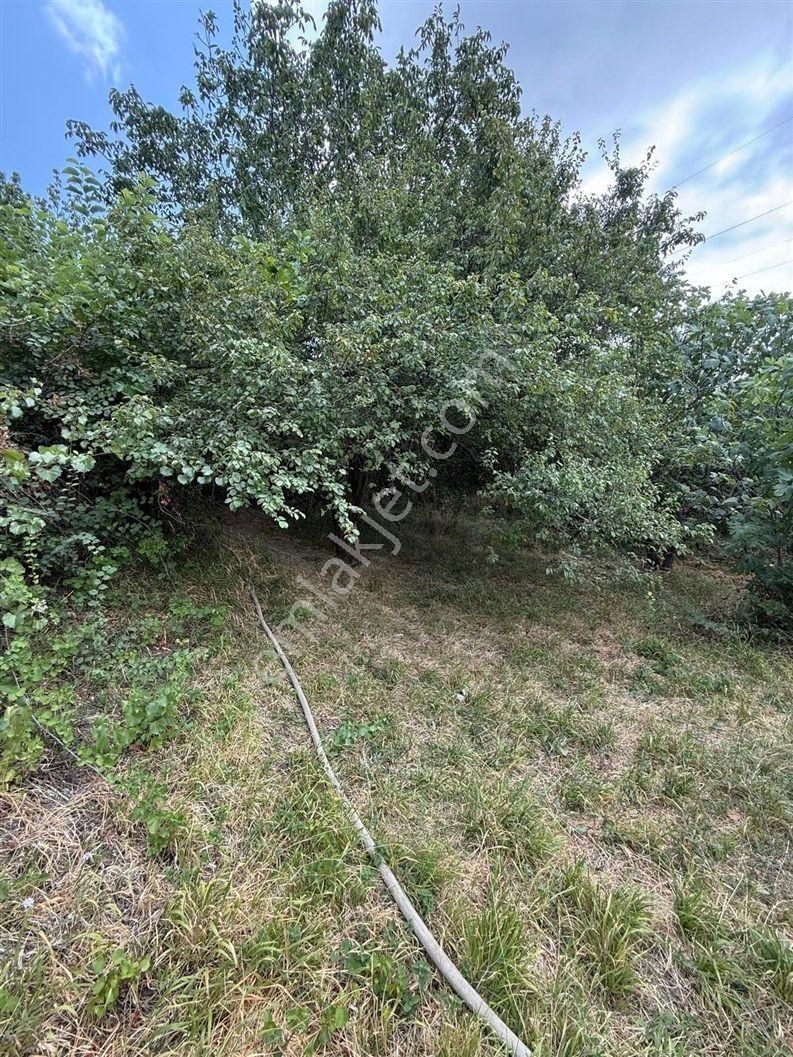 Bursa Nilüfer Dağyenice De 1916 M2 Köy İçi Tarla 18.000.000 Tl - Görsel 2