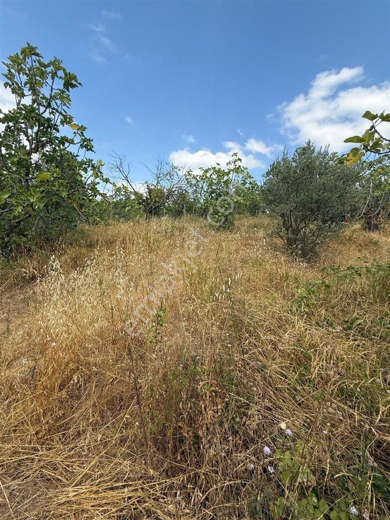 Bursa Nilüfer Dağyenice De 1916 M2 Köy İçi Tarla 18.000.000 Tl - Görsel 15