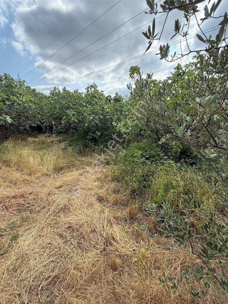 Bursa Nilüfer Dağyenice De 1916 M2 Köy İçi Tarla 18.000.000 Tl - Görsel 8