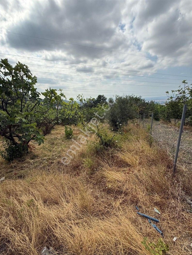 Bursa Nilüfer Dağyenice De 1916 M2 Köy İçi Tarla 18.000.000 Tl - Görsel 10